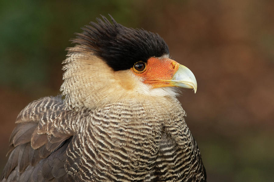 Northern crested caracara Photograph by Jeanet Groenewoud - Fine Art ...