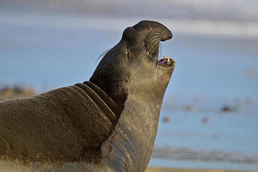 Northern Elephant Seal Barking Photograph by Amazing Action Photography ...