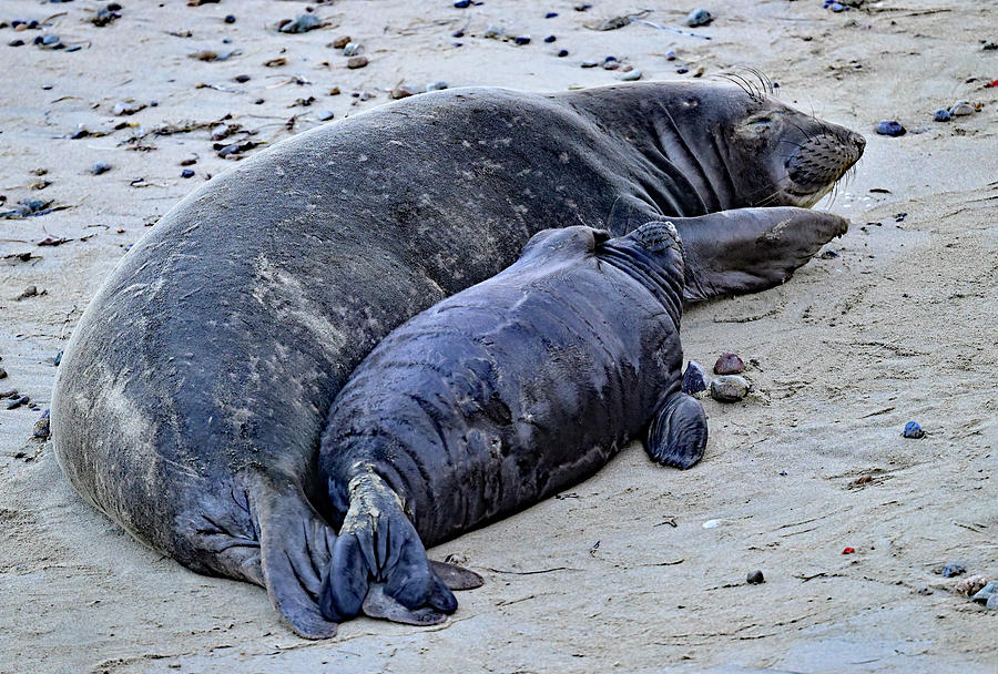 Northern Elephant Seal - Mother and Pup Sleeping Photograph by Amazing ...