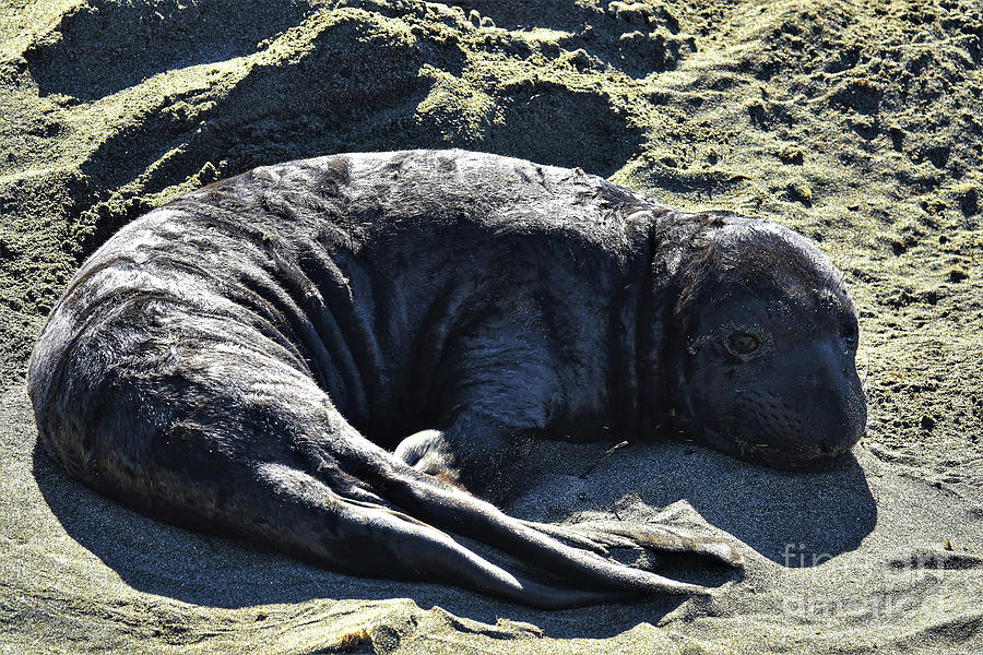 Northern Elephant Seal Pup 8981 Photograph by Linda Dron Photography ...