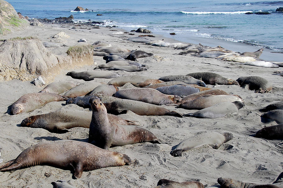 Northern Elephant Seal Rookery Photograph by Greta Foose - Pixels