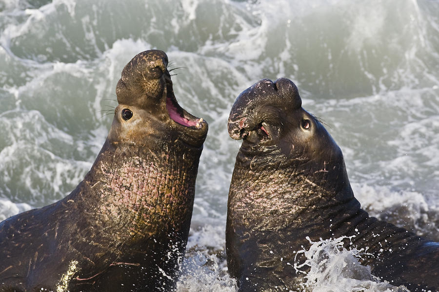 Northern Elephant Seals  Photograph by Michael Mike L. Baird flickr.bairdphotos.com