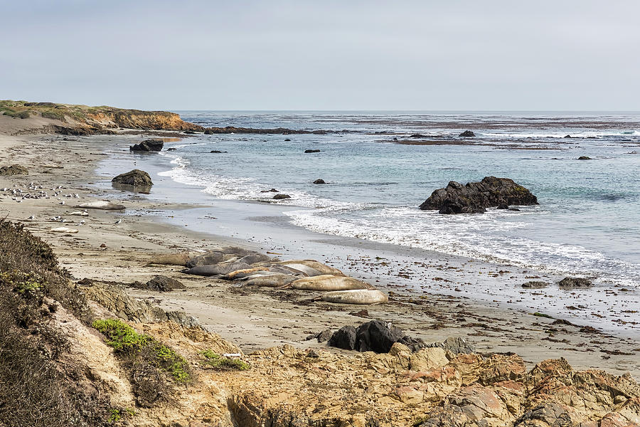 Northern Elephant Seals on the California Coast Photograph by Belinda Greb