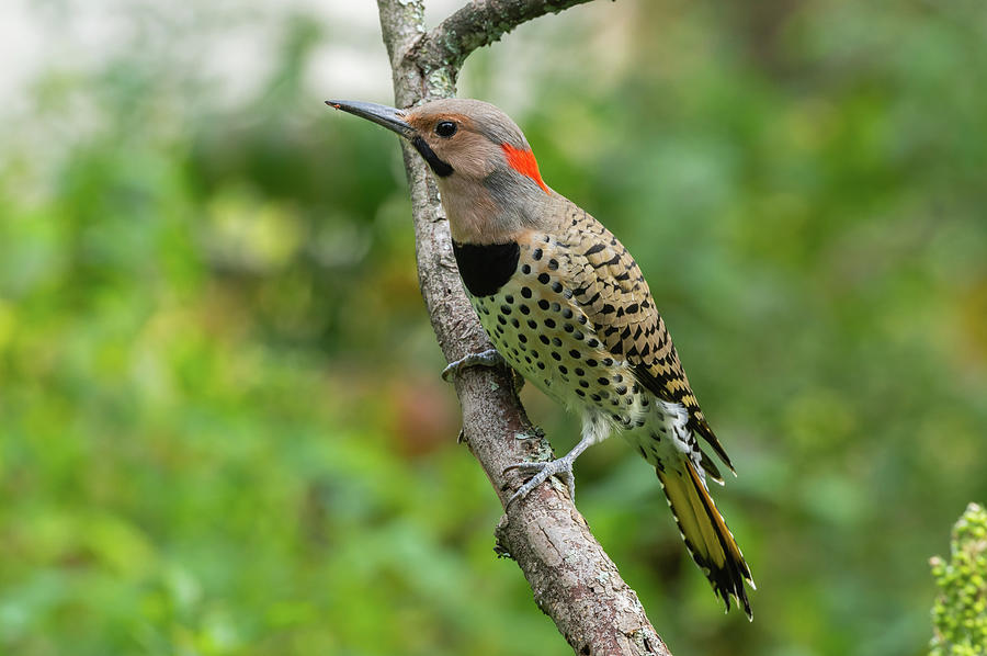 Northern Flicker - 7412 Photograph by Jerry Owens