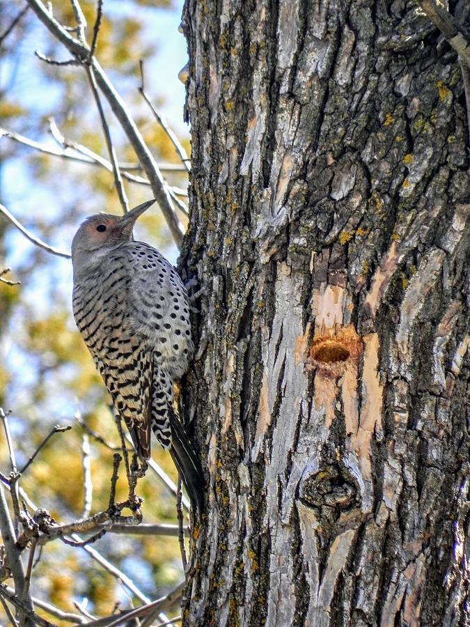 Northern Flicker Photograph by Amanda R Wright
