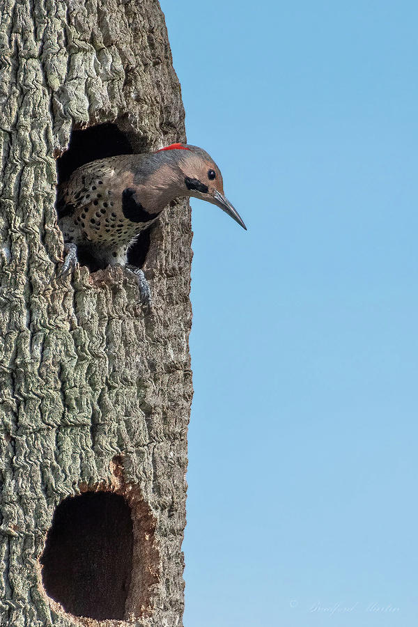 Northern Flicker at Home Photograph by Bradford Martin