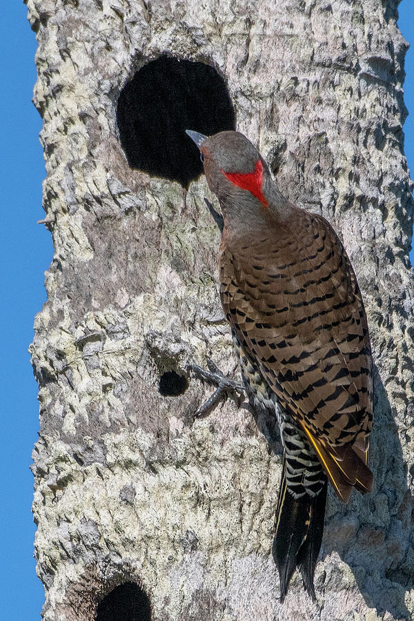 Northern Flicker at Nest Hole Photograph by Bradford Martin