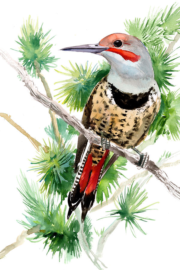 Northern Flicker bird artwork Painting by Suren Nersisyan
