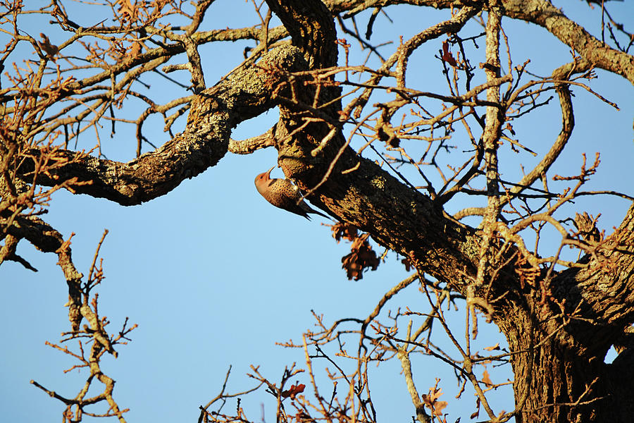 Northern Flicker Bird On Oak Tree Photograph