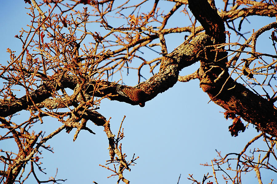 Northern Flicker Camouflage Mode Oak Tree Photograph