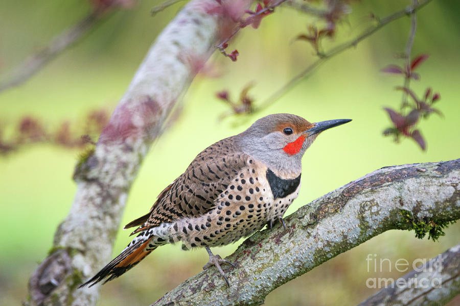 Northern Flicker Photograph by Craig Leaper