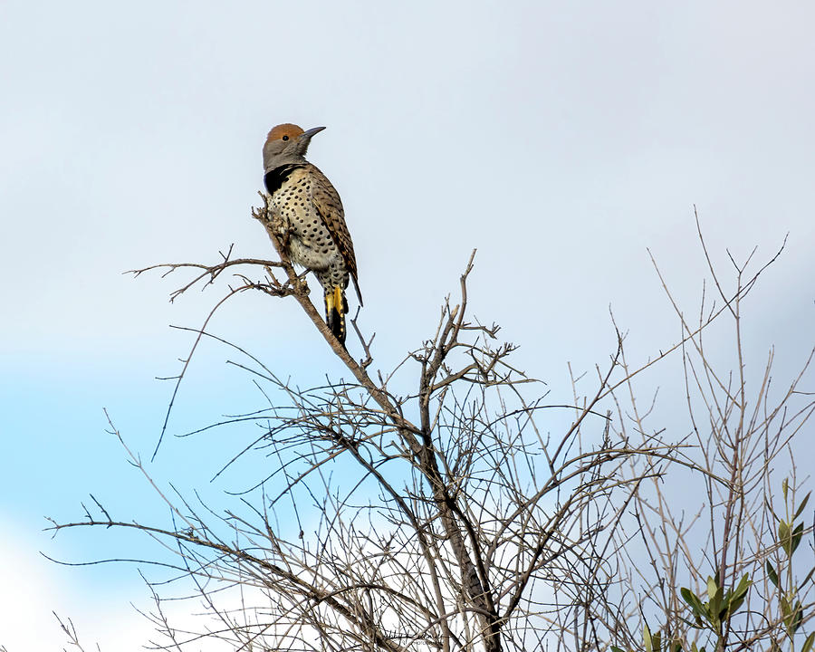 Northern Flicker Photograph by Debby Richards - Fine Art America