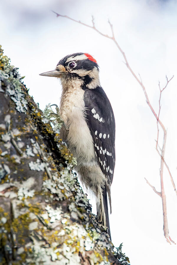 Northern Flicker Photograph by Eva Bartos - Fine Art America