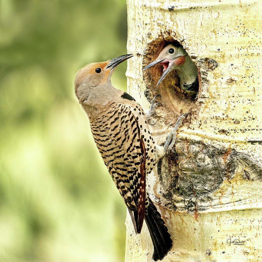 Woodpecker Photograph - Northern Flicker feeding Baby by Judi Dressler