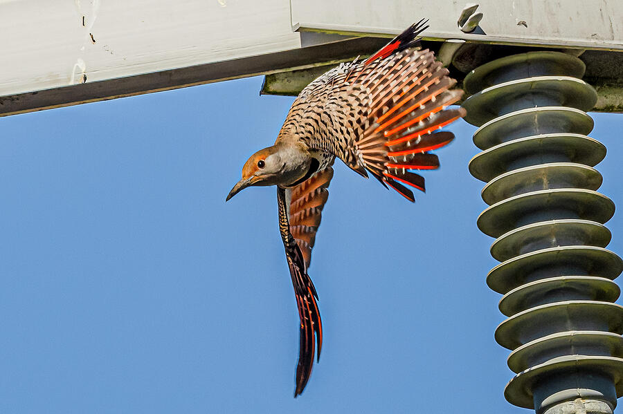 Northern Flicker Flight Photograph by Morris Finkelstein - Fine Art America