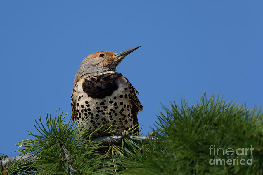 Northern Flicker in a Treetop Photograph by Nancy Gleason