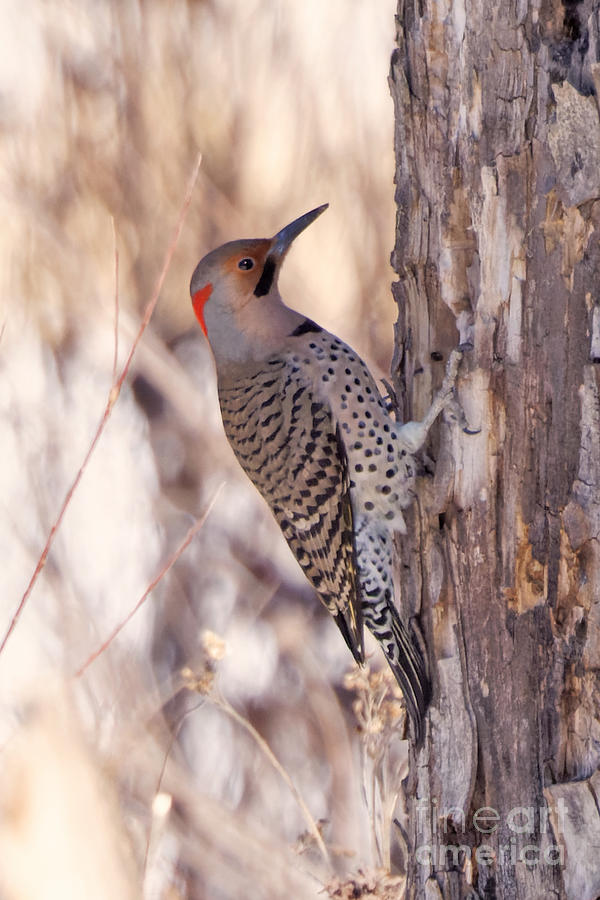 Northern Flicker in Mississippi River Bottoms in Minnesota Photograph by Natural Focal Point Photography