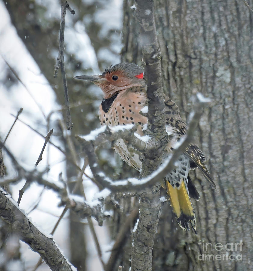 Northern Flicker in the Snow Photograph by Kerri Farley