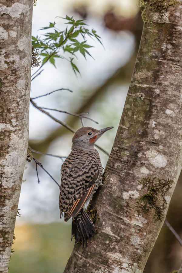 Northern Flicker, Male Red Shafted, No. 1 Photograph by Belinda Greb