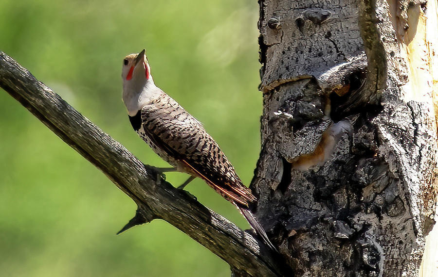 Northern Flicker on a Branch Photograph by Laura Terriere