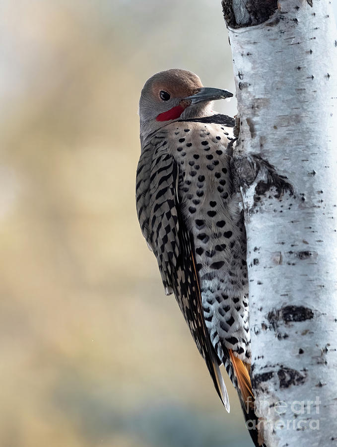 Northern Flicker on birch tree Photograph by Shannon Carson