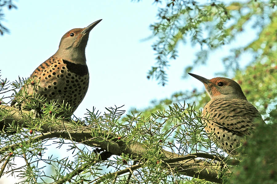 Northern Flicker Sisters Photograph by Peggy Collins