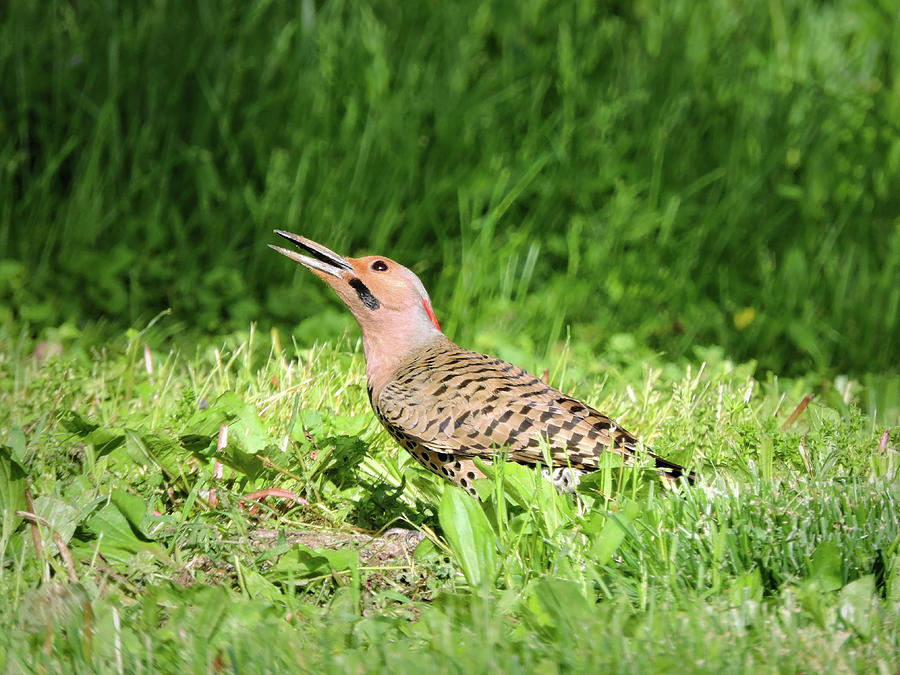 Northern Flicker Photograph by Susan Hope Finley