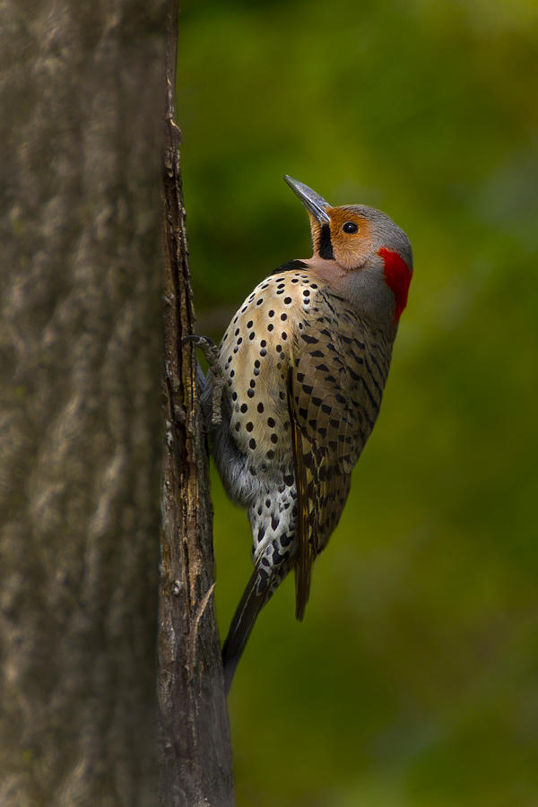 Northern Flicker  Photograph by Timothy McIntyre