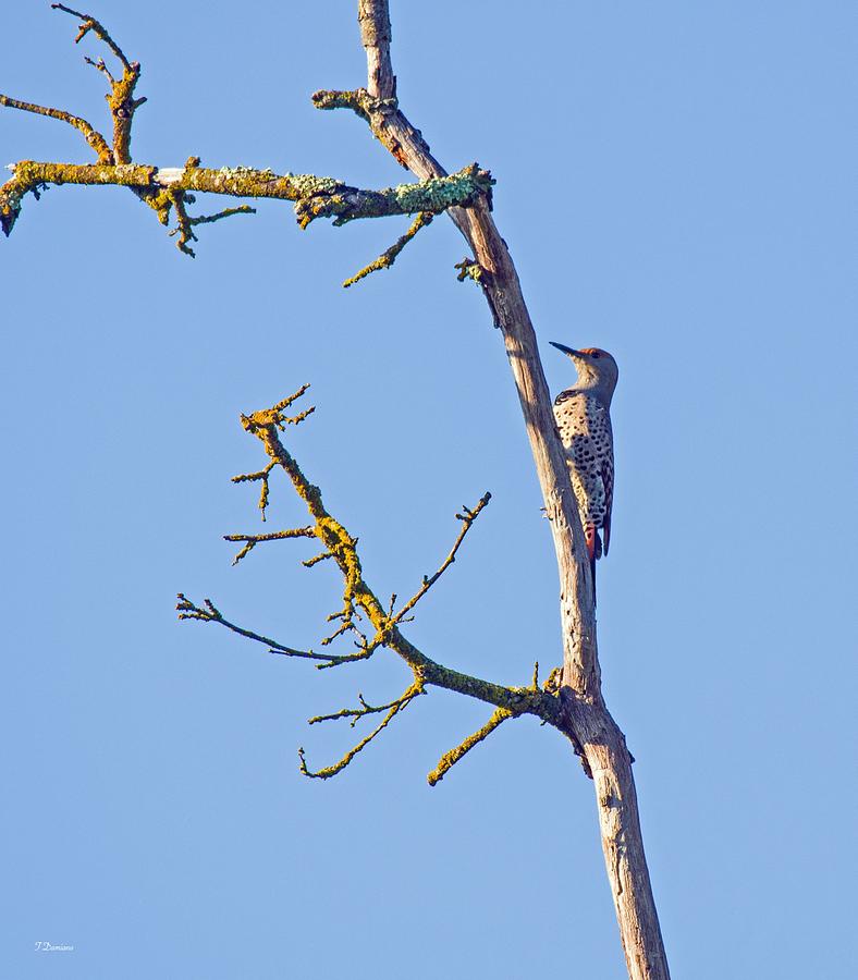 Northern Flicker Photograph by Todd Damiano - Fine Art America