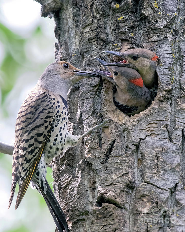 Northern Flicker with young Photograph by Shannon Carson