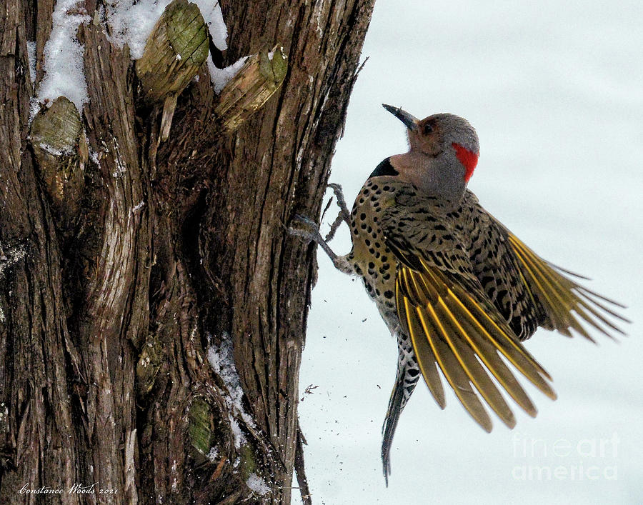 Northern Flicker Woodpecker 2 Digital Art by Constance Woods