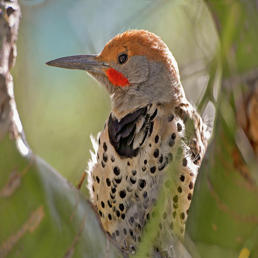 Woodpecker Photograph - Northern Flicker Woodpecker by Tim Fitzharris