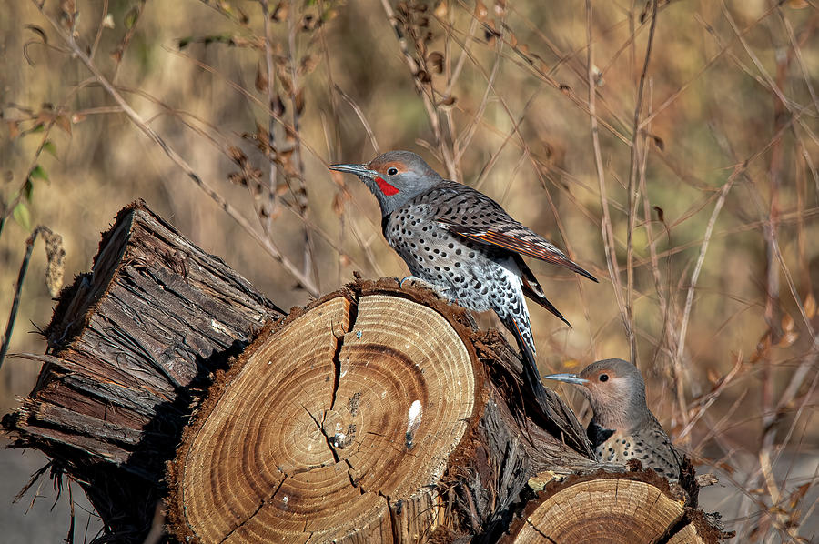 Northern Flickers Photograph by Rick Mosher
