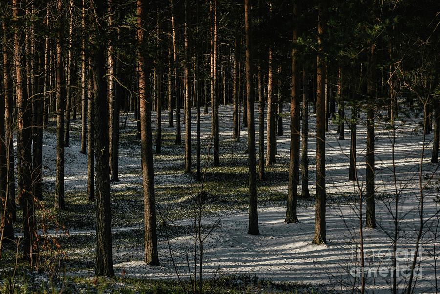 Northern Forest By Sunshine. Photograph