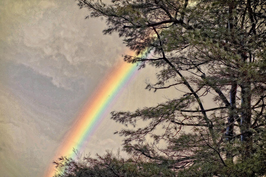 Northern Forest Rainbow Photograph by Russ Considine