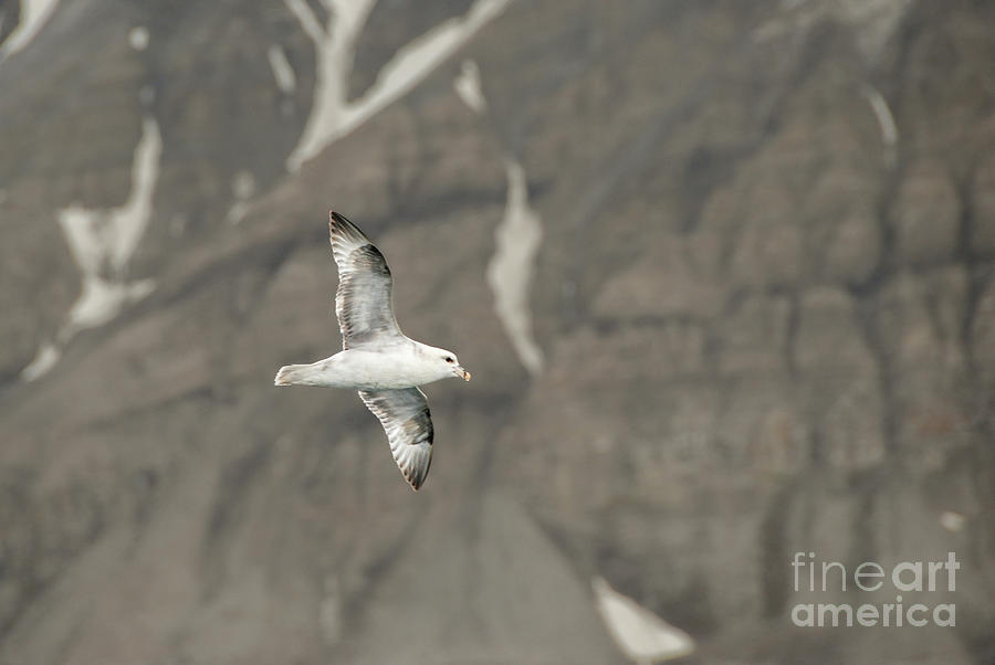 Summer Photograph - Northern Fulmar in Flight in Svalbard #1 by Nancy Gleason