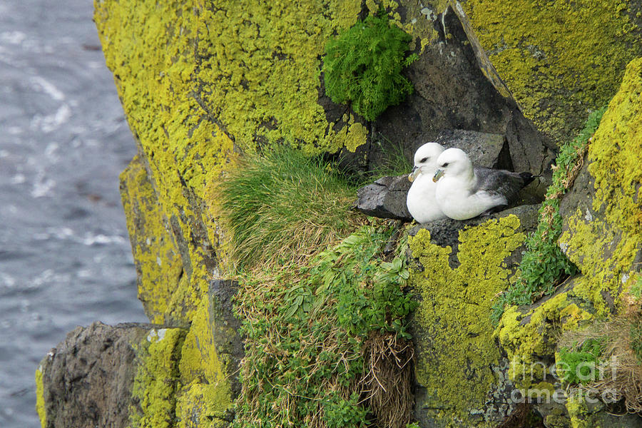 Spring Photograph - Northern Fulmar Pair on Cliff Wall Perch in Ireland by Nancy Gleason