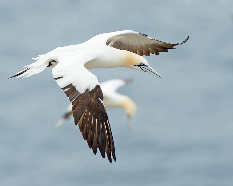 Northern Gannet Photograph by CR Courson