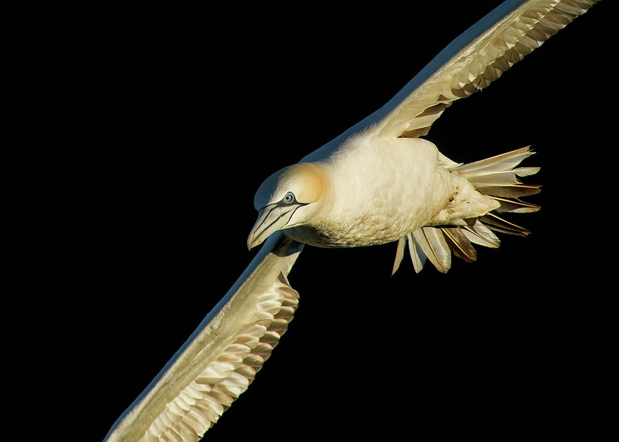 Northern Gannet Flight Closeup Photograph by CR Courson