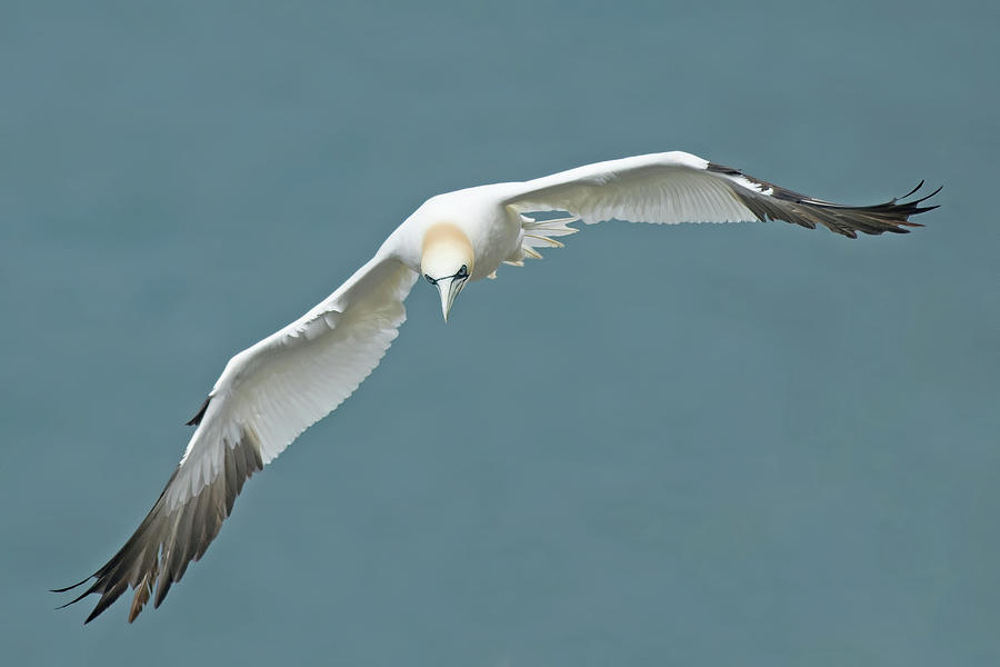 Northern Gannet In Flight Photograph