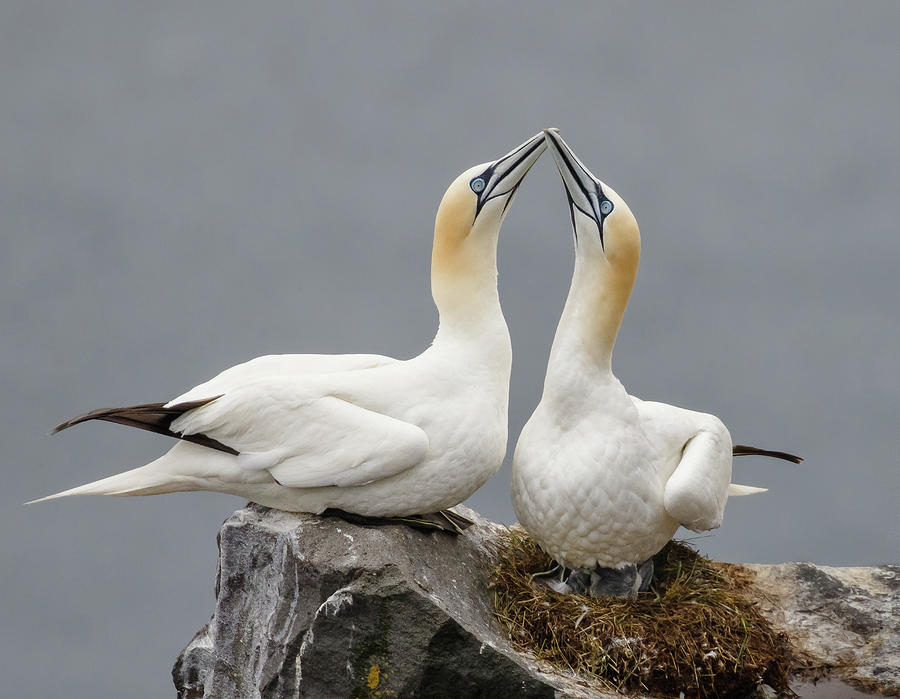 Northern Gannets at nest Photograph by Steve Zamek - Fine Art America