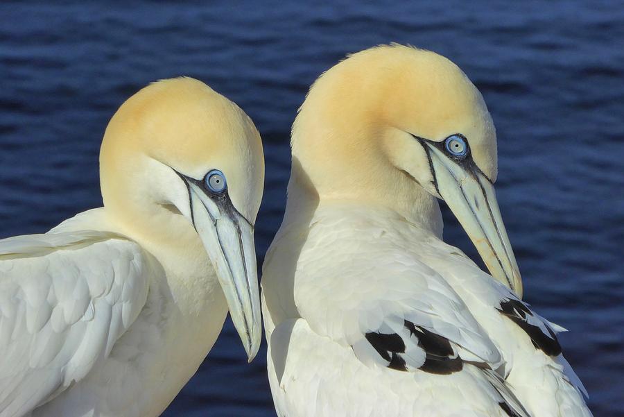 Northern gannets on Helgoland, Germany Photograph by Frans Sellies
