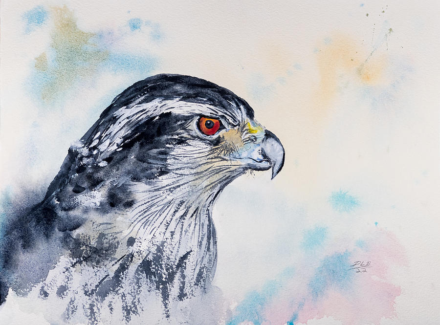 Northern Goshawk Painting by Daniel Lee Brown - Fine Art America