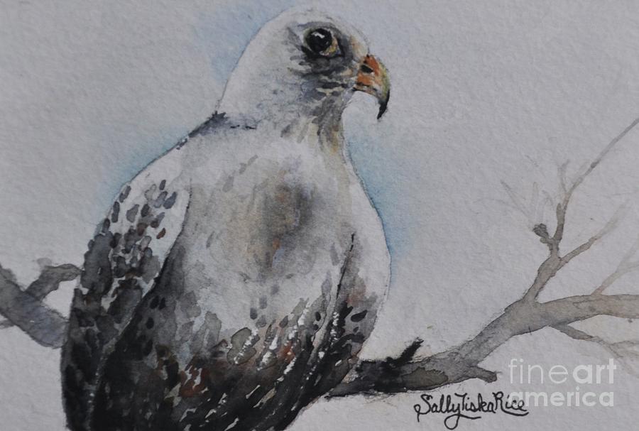 Hawk Painting - Northern Goshawk  by Sally Tiska Rice