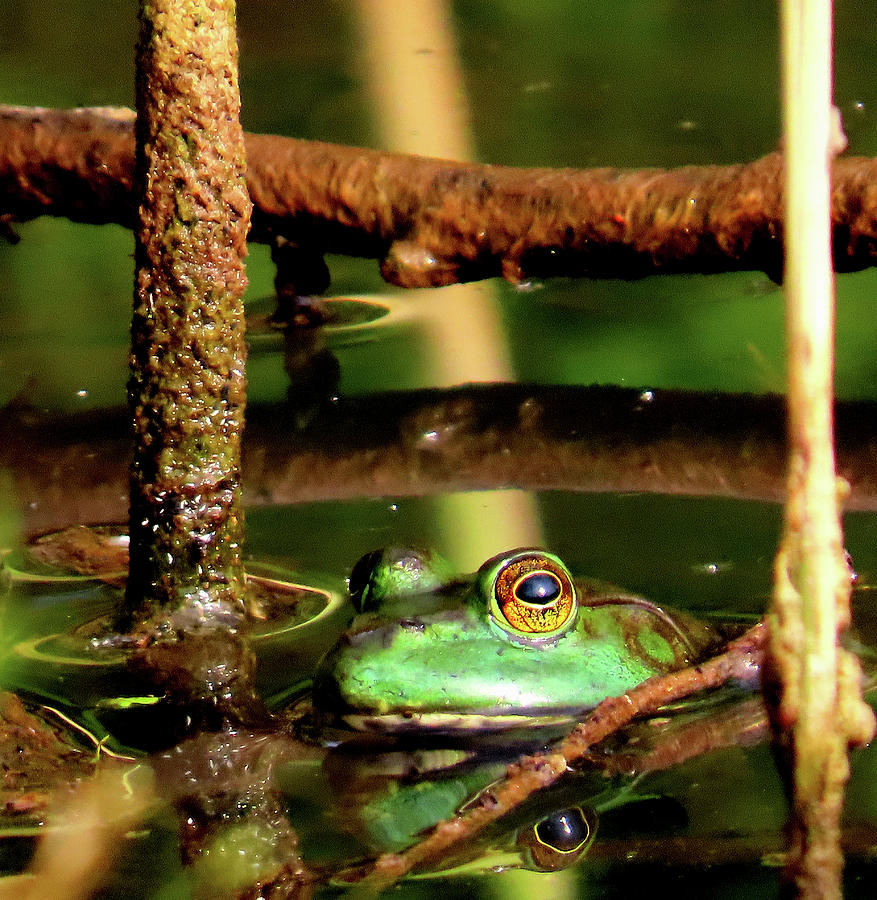 Northern Green Frog Photograph by Linda Stern