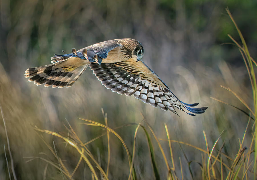 Bird Photograph - Northern Harrier 2 by Morey Gers