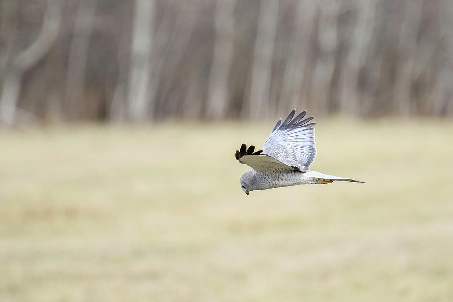 Northern Harrier Photograph by Brook Burling