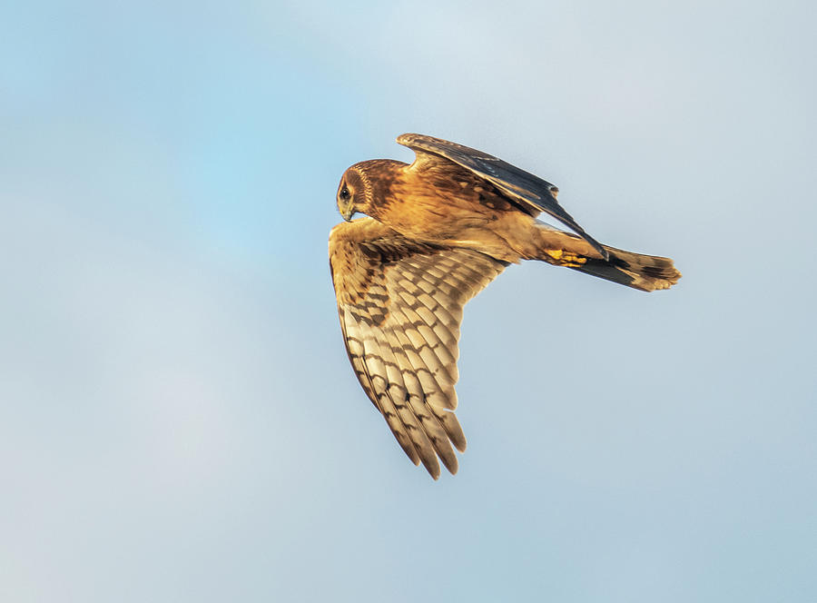 Northern Harrier Female 6807-120519-2 Photograph by Tam Ryan