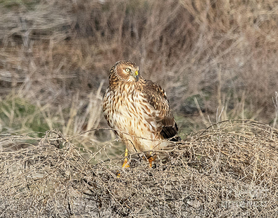 Northern Harrier Female Hawk Photograph by Dennis Hammer - Fine Art America