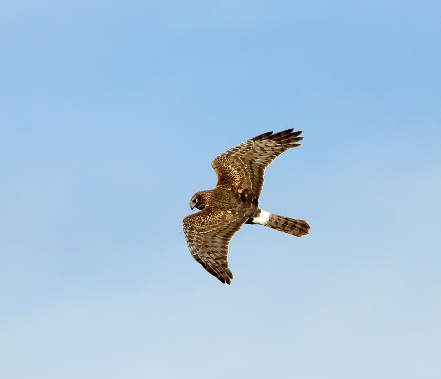 Northern Harrier Female in Flight Photograph by Cindy McIntyre | Pixels